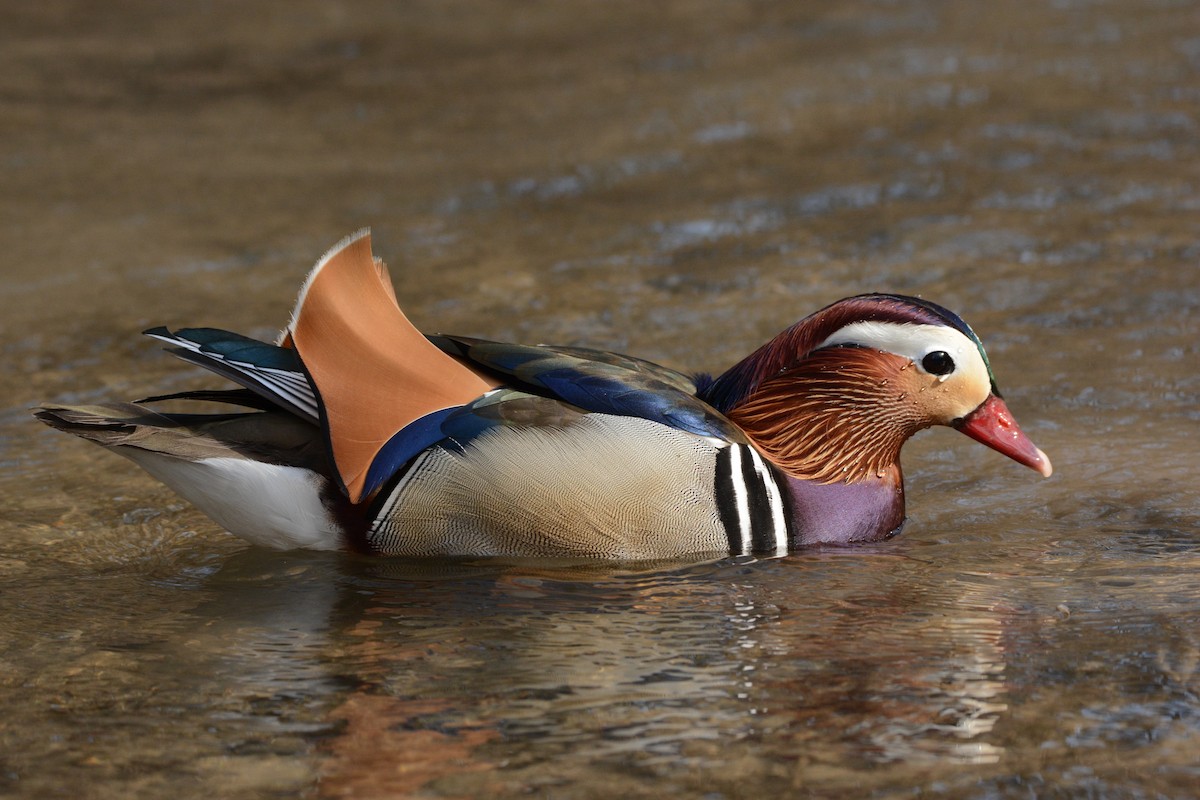 Canard mandarin - ML646361227