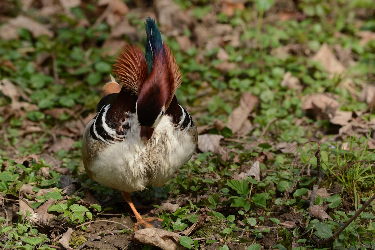 Canard mandarin - ML646361228