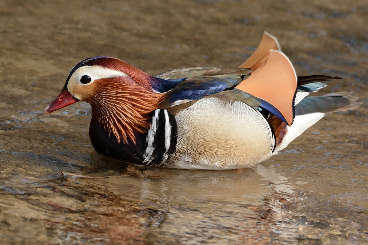 Canard mandarin - ML646361229
