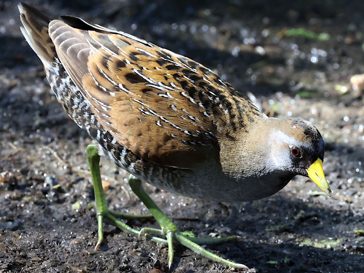Marouette de Caroline - ML646361232