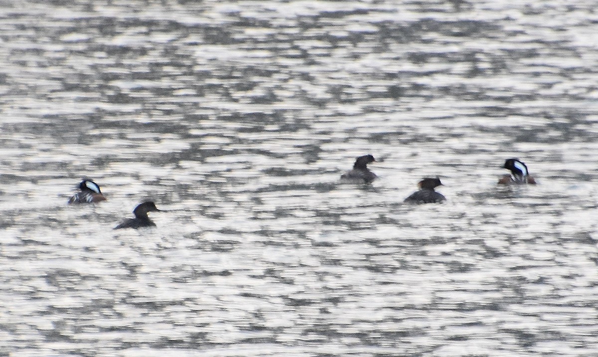 Harle couronné - ML646361233