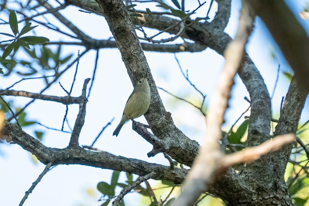 Roitelet à couronne rubis - ML646361235