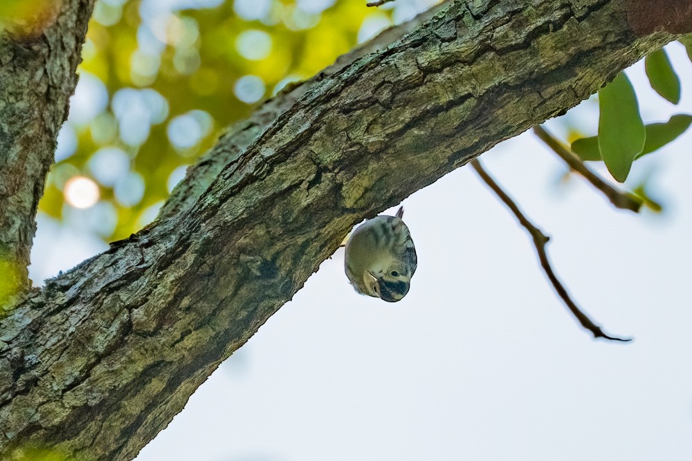 Paruline noir et blanc - ML646361238