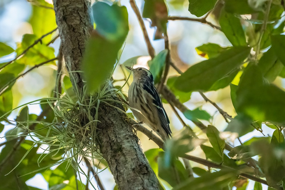 Paruline noir et blanc - ML646361239