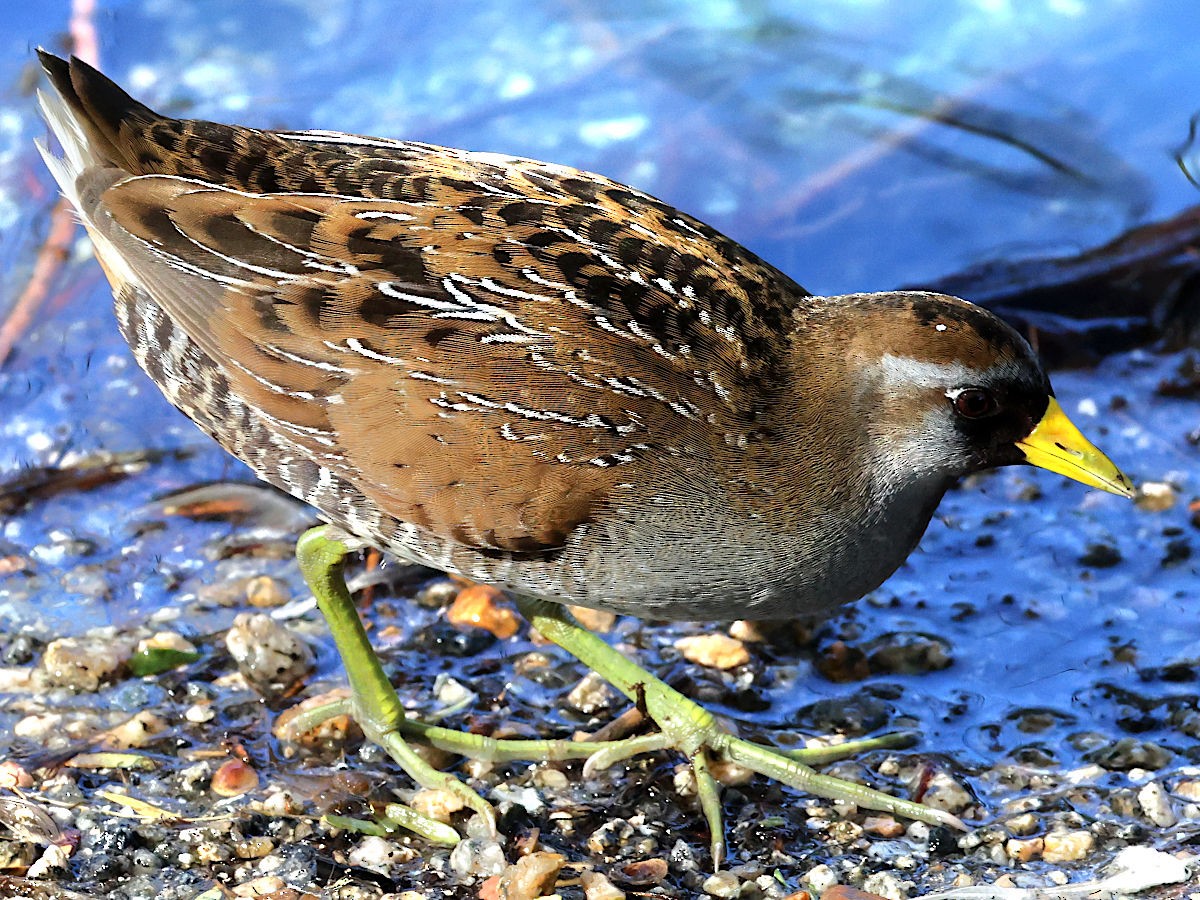 Marouette de Caroline - ML646361240