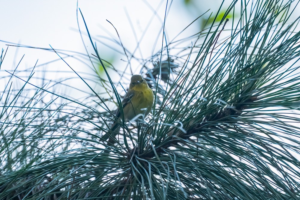 Paruline des pins - ML646361241