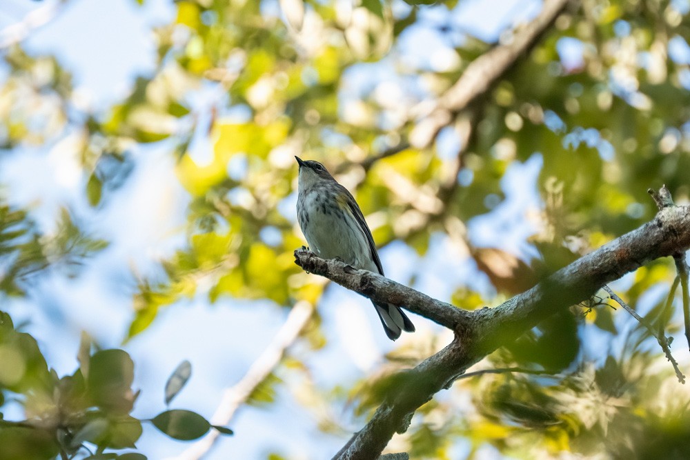 Paruline à croupion jaune - ML646361243