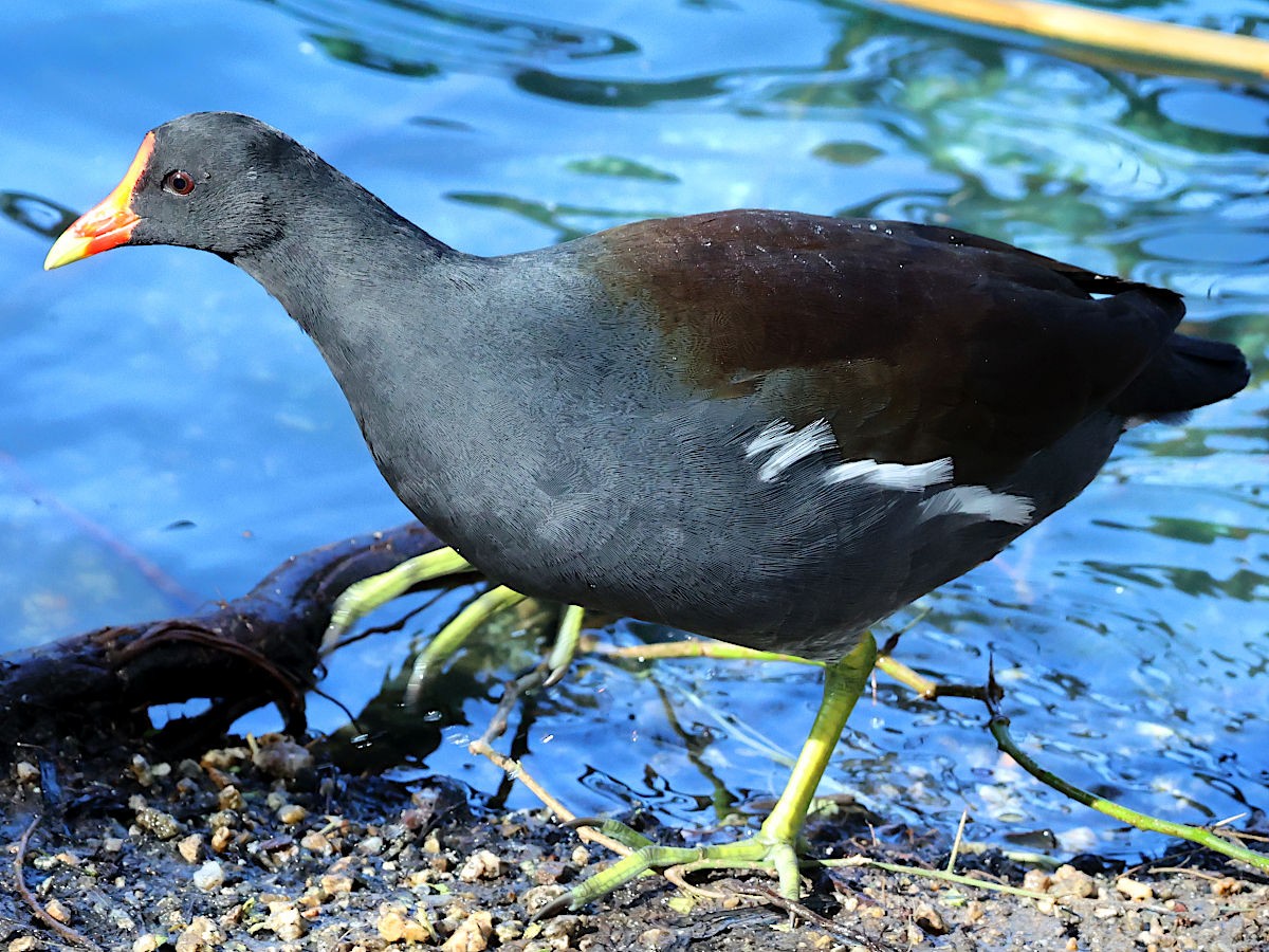 Gallinule d'Amérique - ML646361244