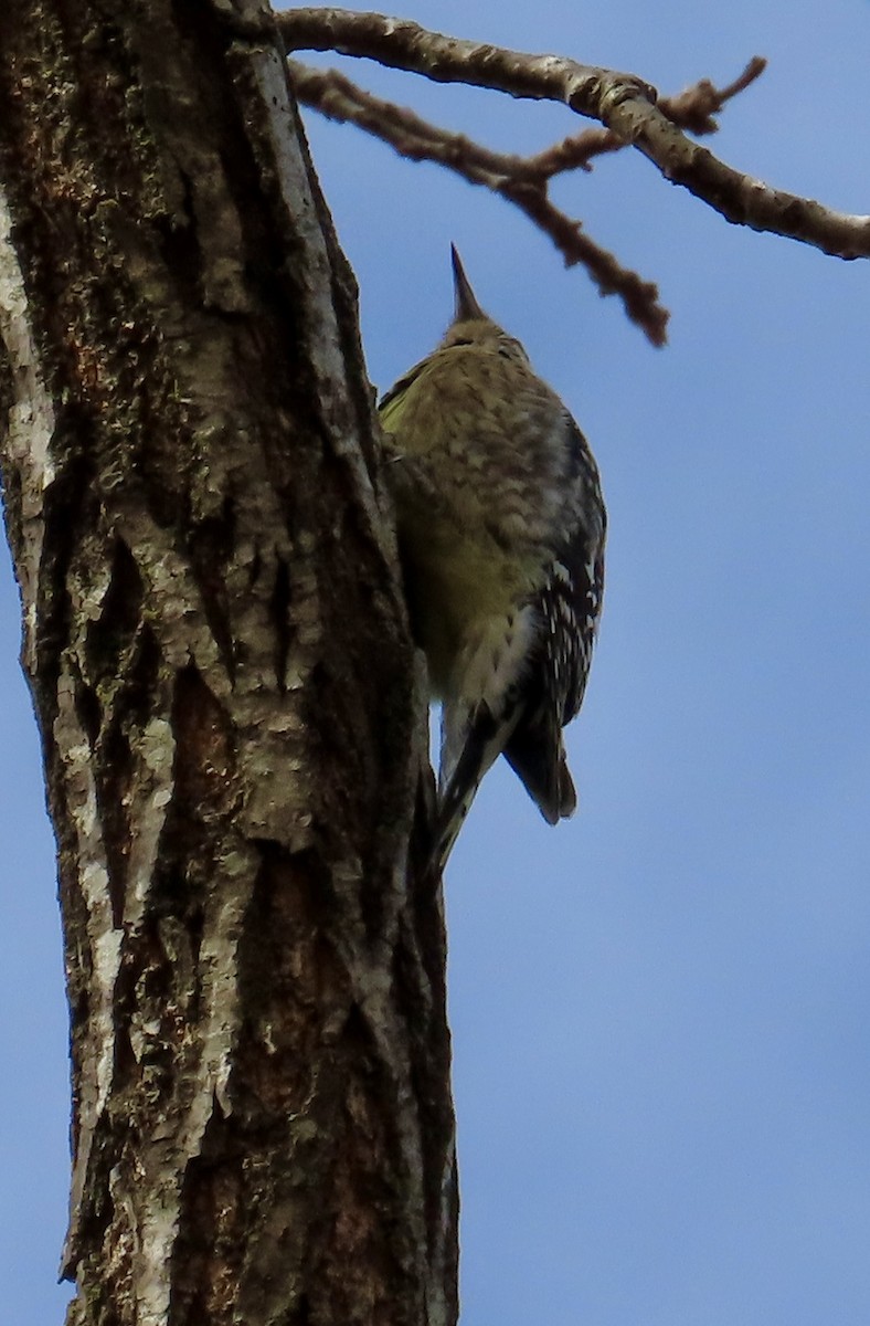 Yellow-bellied Sapsucker - ML646361245