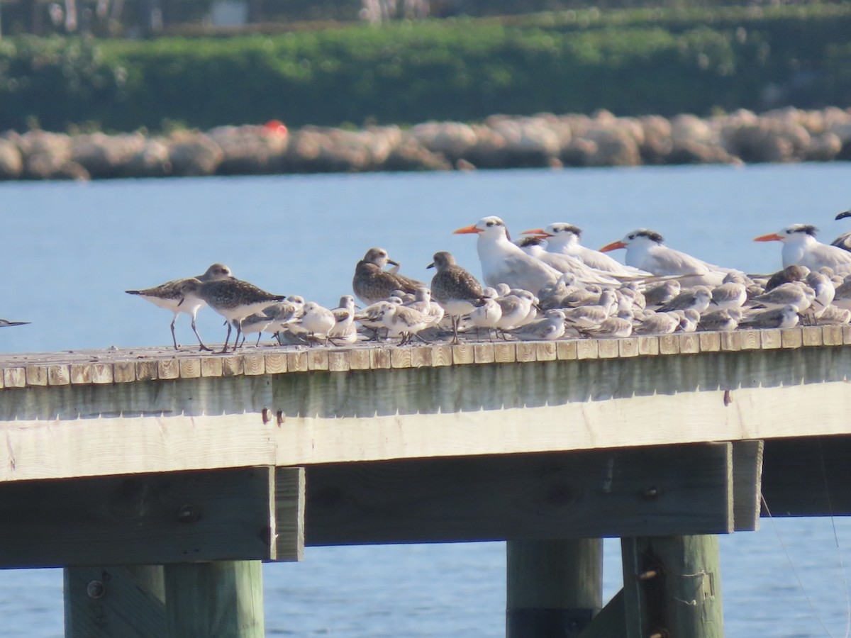 Bécasseau sanderling - ML646361246