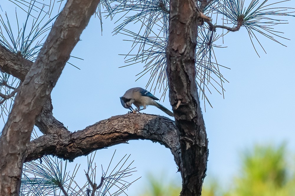 Geai bleu - ML646361247