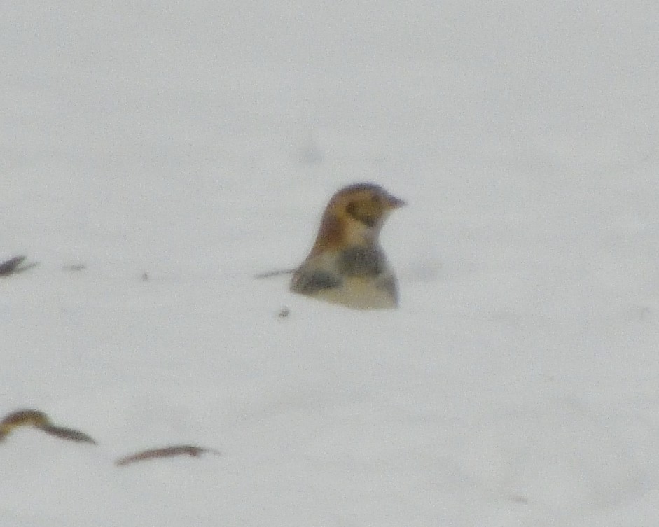 Plectrophane lapon - ML646361249