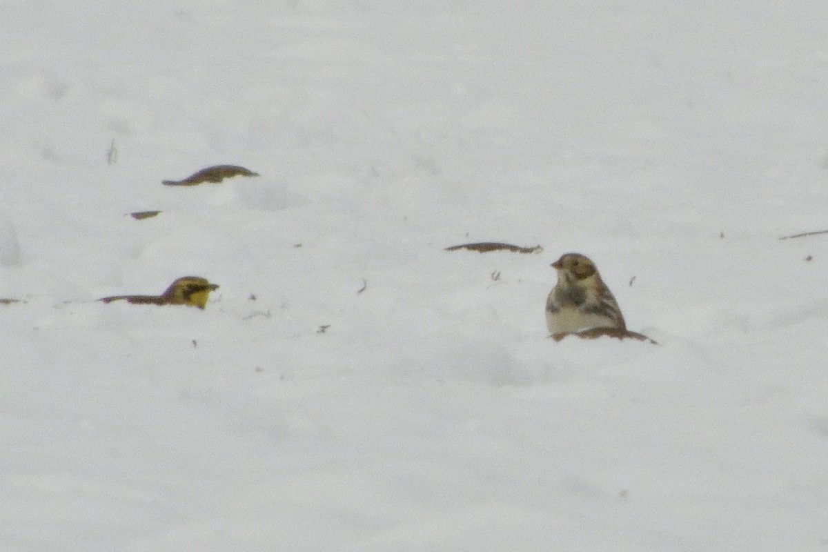 Plectrophane lapon - ML646361251