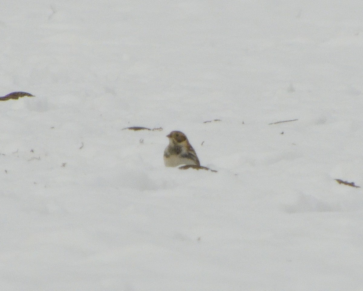 Plectrophane lapon - ML646361252