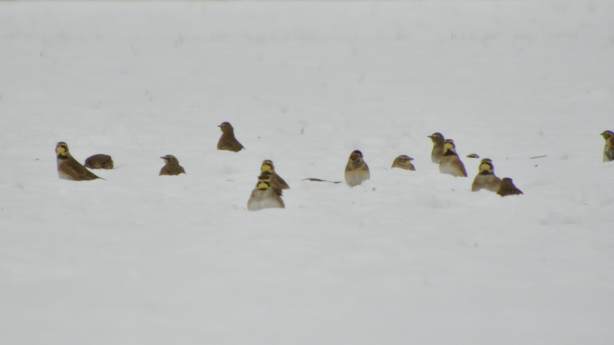 Lapland Longspur - ML646361253