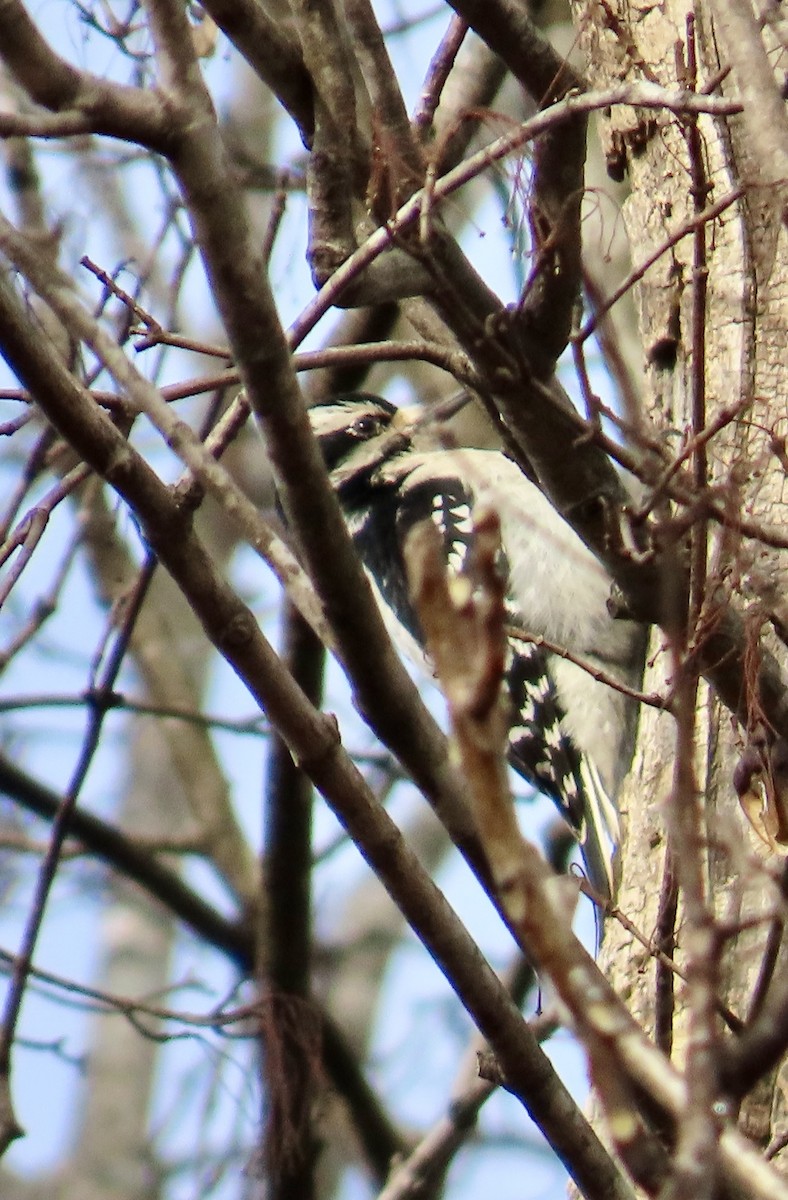 Hairy Woodpecker - ML646361254