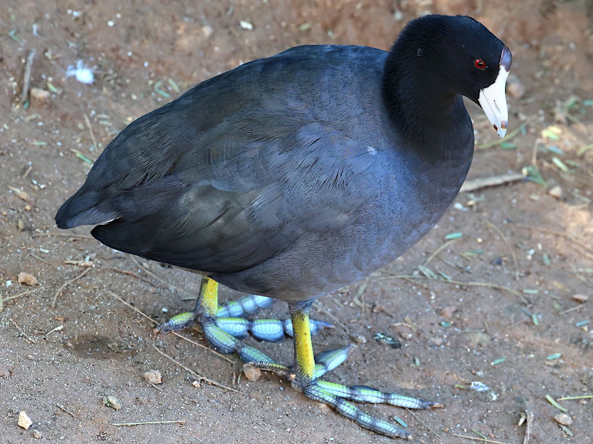 Лиска американська - ML646361258