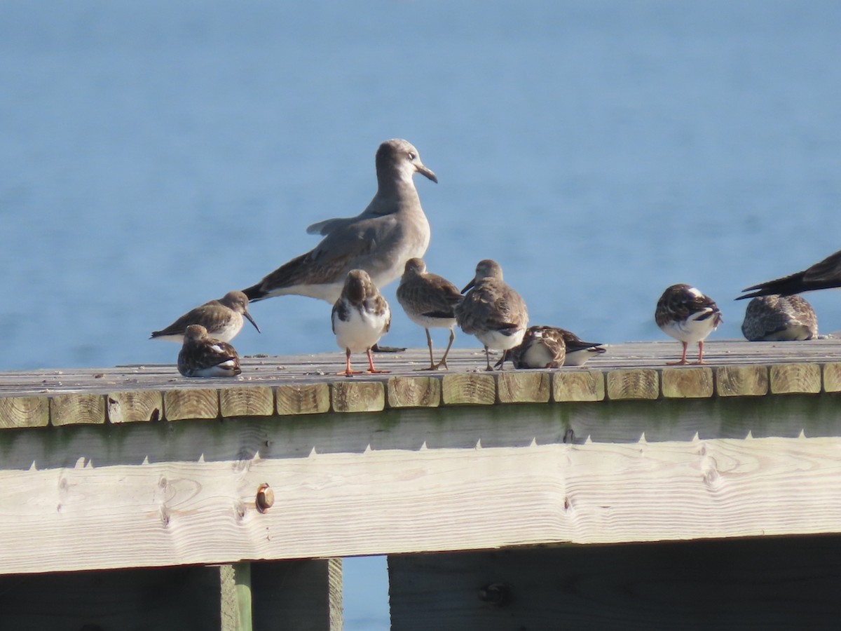 Piovanello pancianera - ML646361259