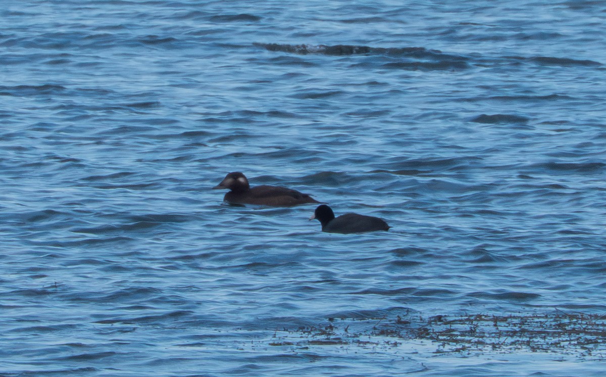 Surf Scoter - ML646361260