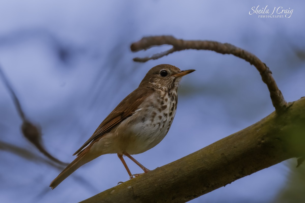 Hermit Thrush - ML646361262