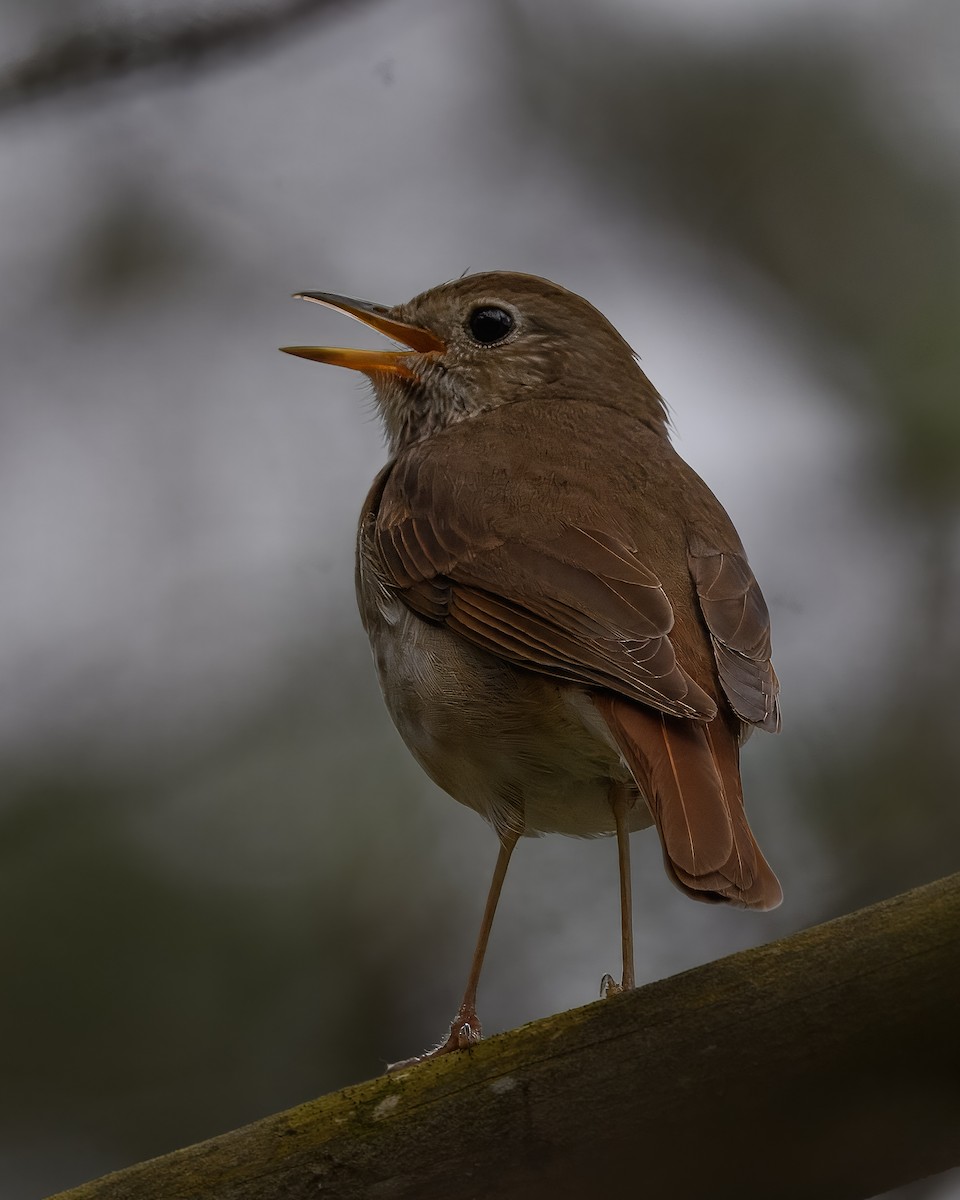 Hermit Thrush - ML646361264