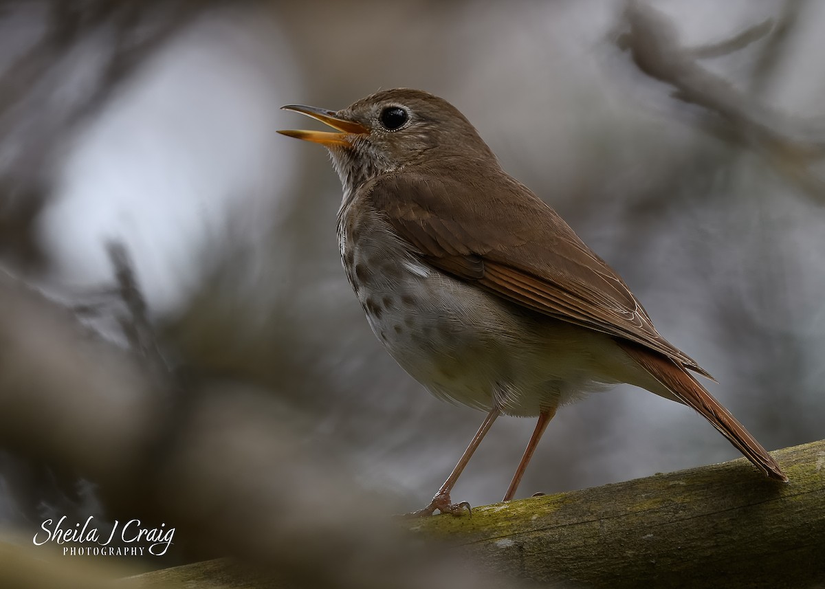 Hermit Thrush - ML646361265