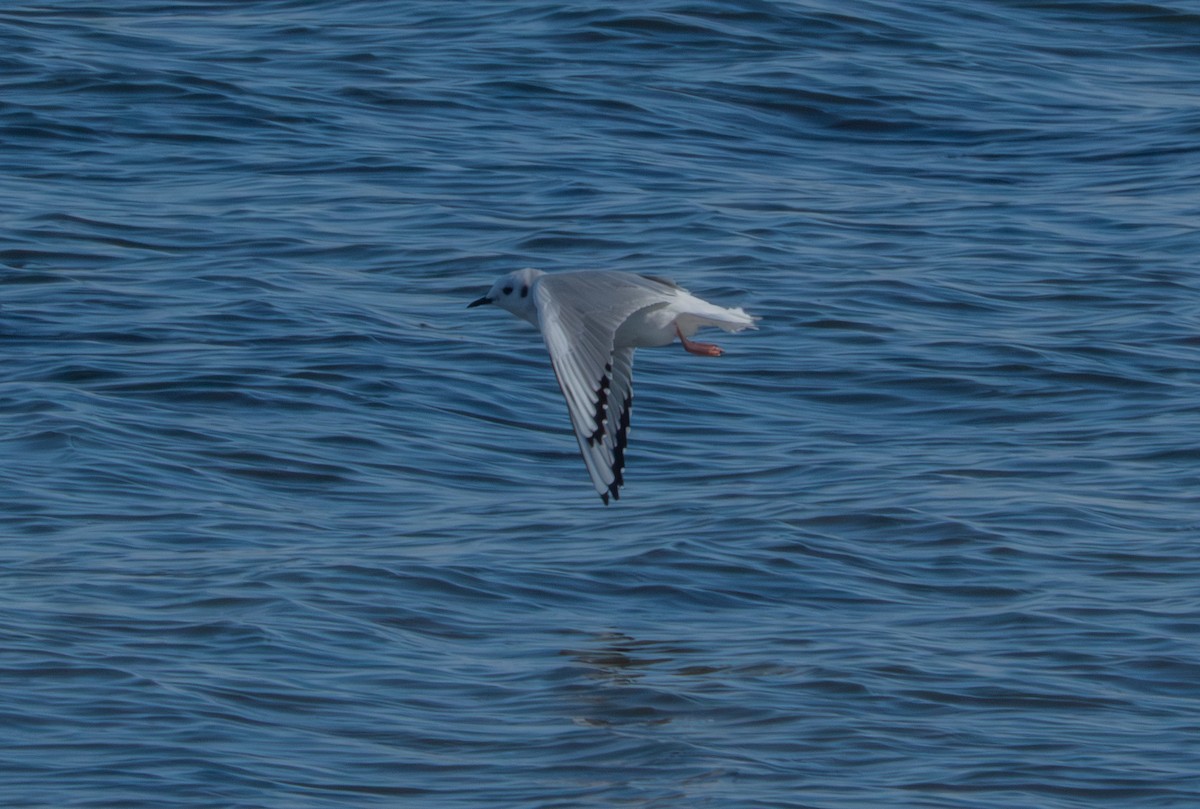 Bonaparte's Gull - ML646361267