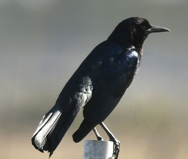 Denizci Kiskal - ML646361268