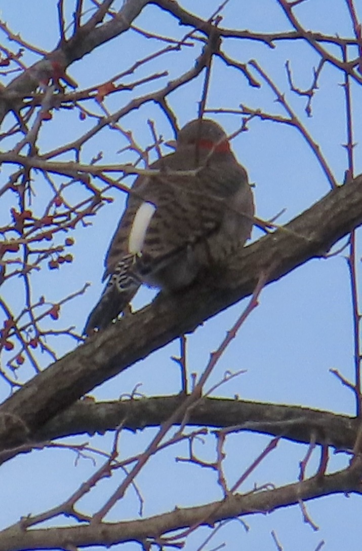 Northern Flicker - ML646361269