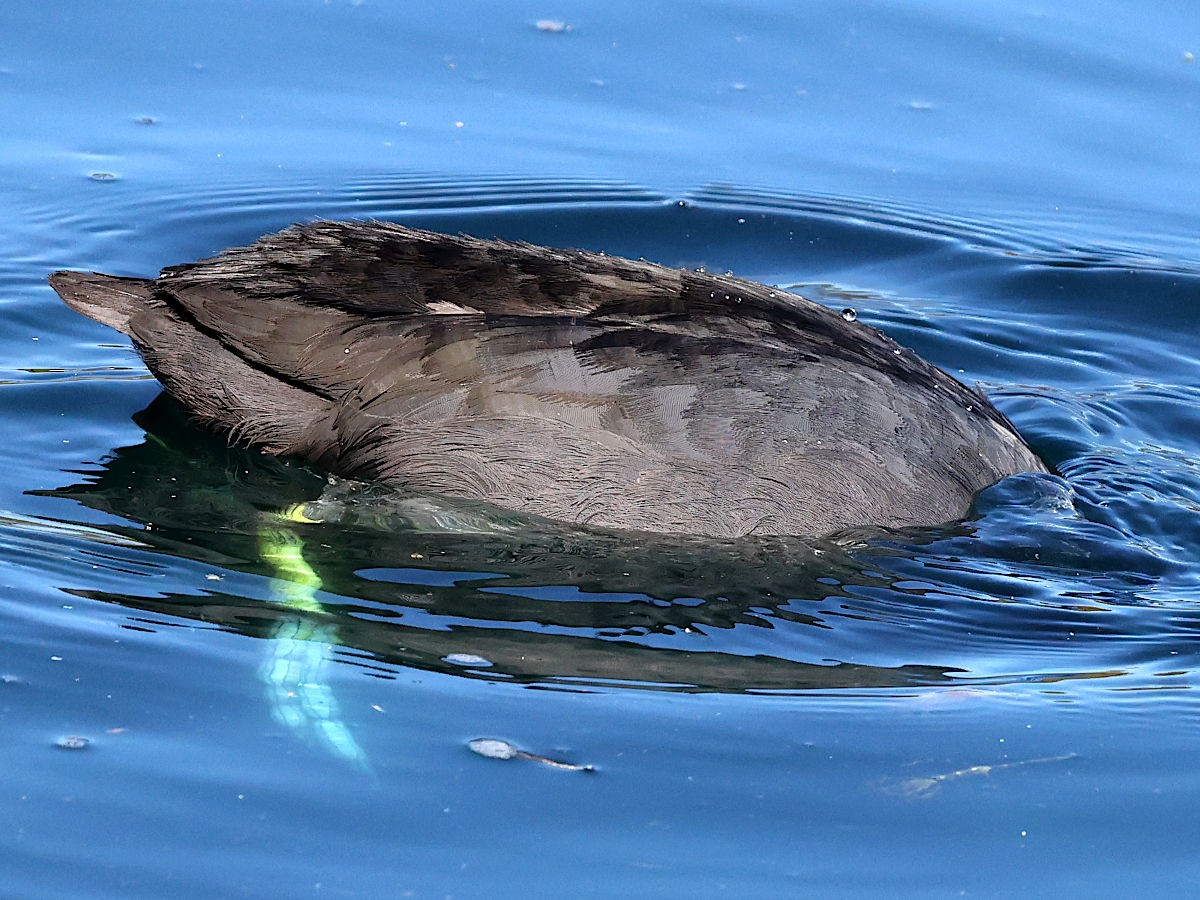 American Coot - ML646361270
