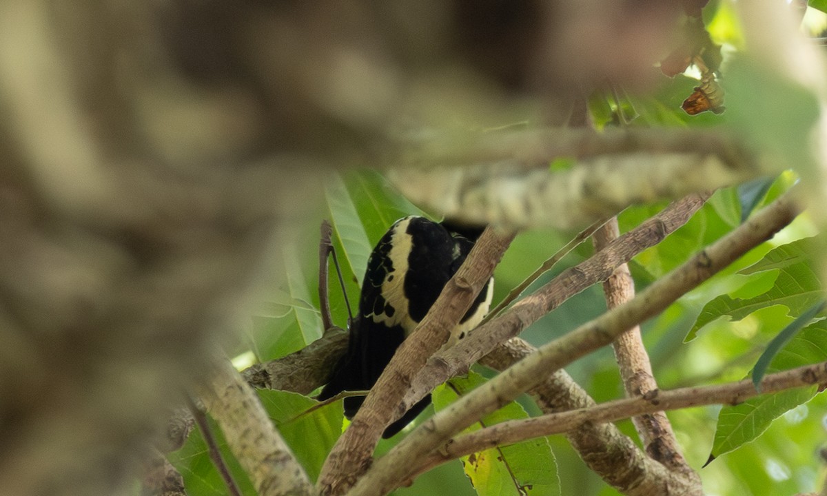 Heart-spotted Woodpecker - ML646361272