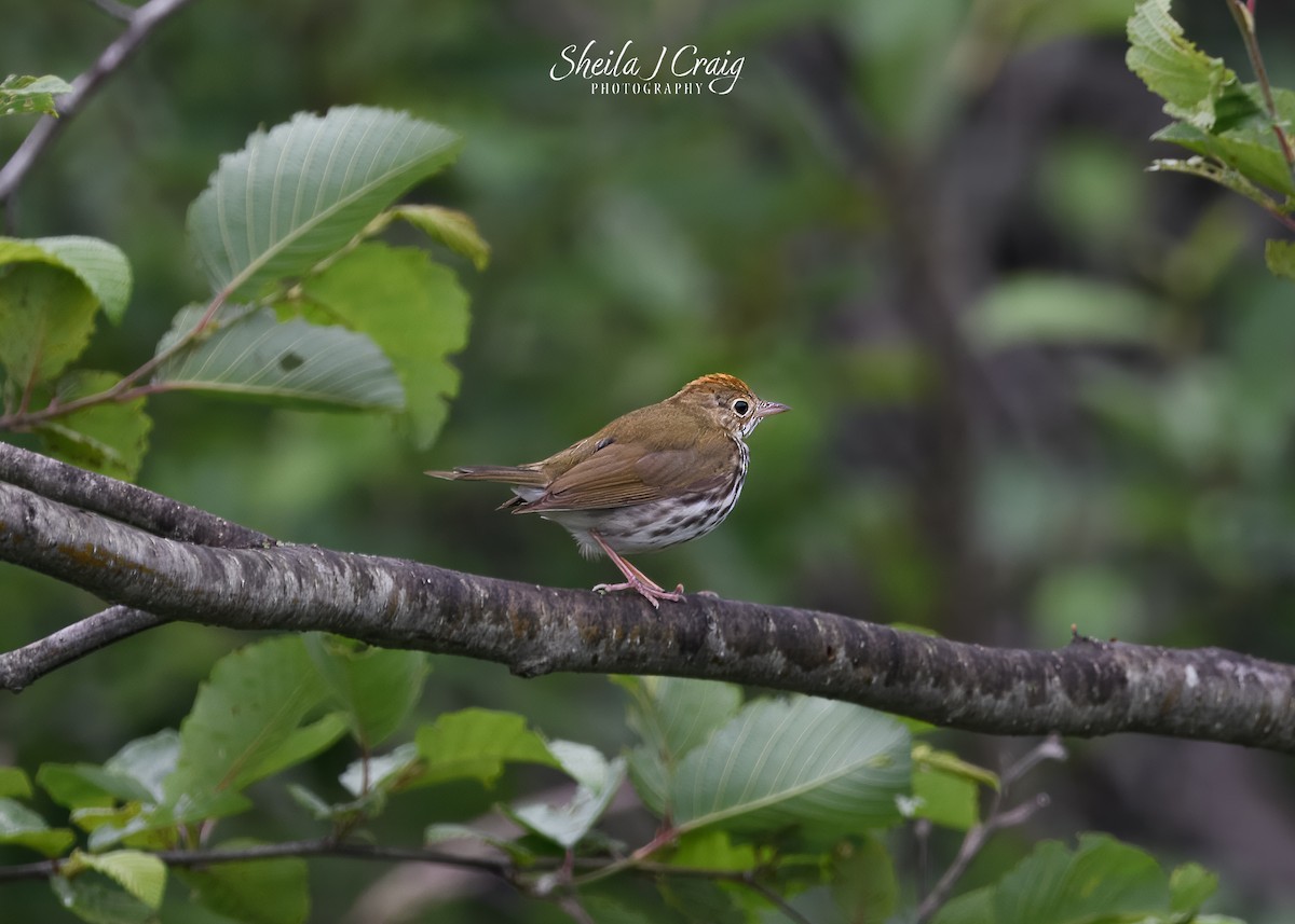Ovenbird - ML646361273