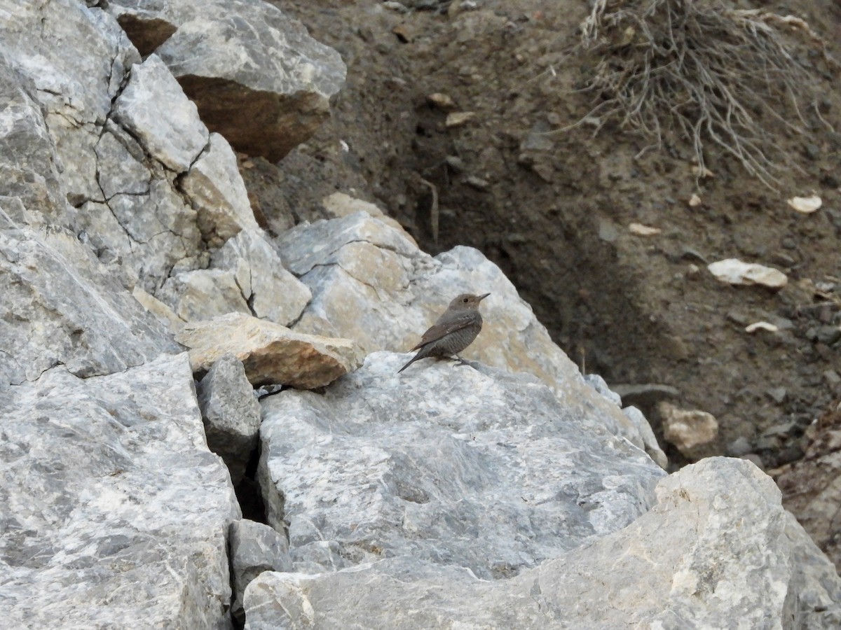 Blue Rock-Thrush - ML646361275