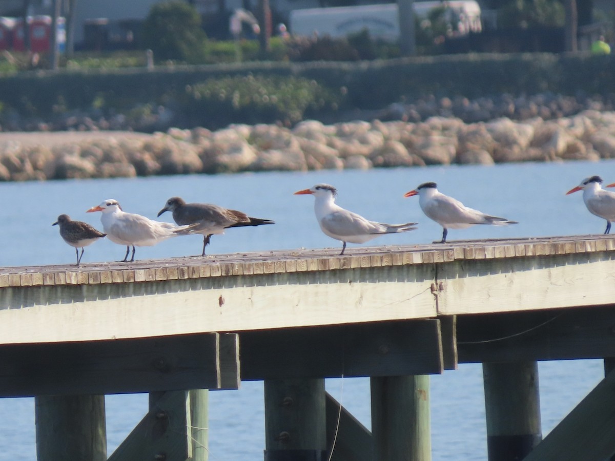 Royal Tern - ML646361276