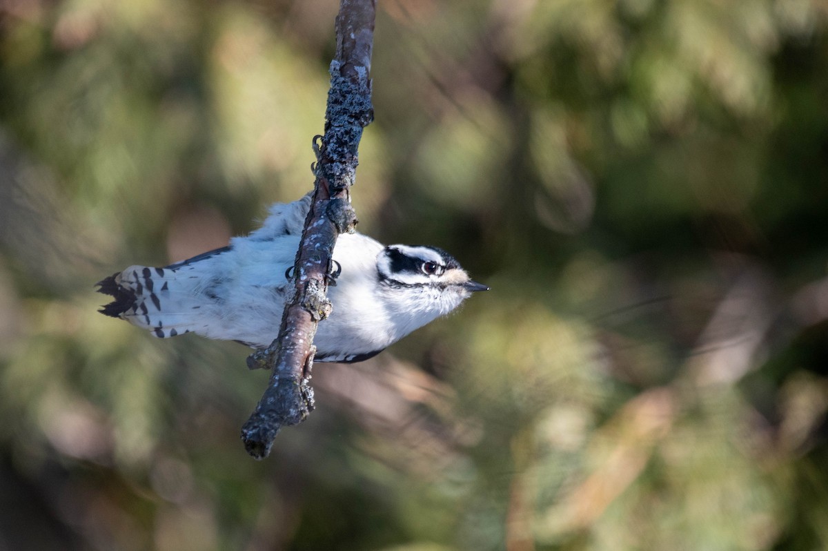 Downy Woodpecker - ML646361277