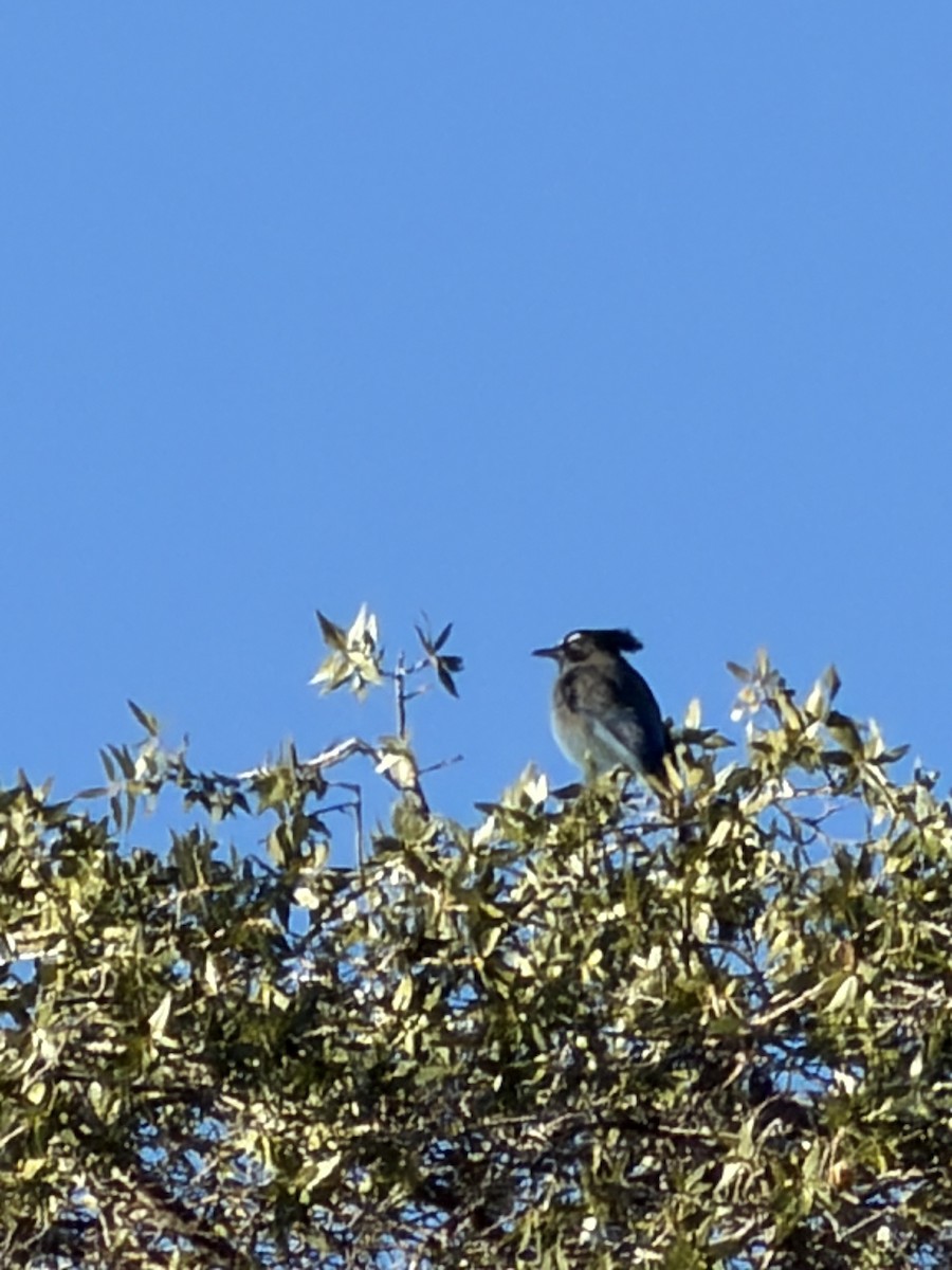 Steller's Jay - ML646361279