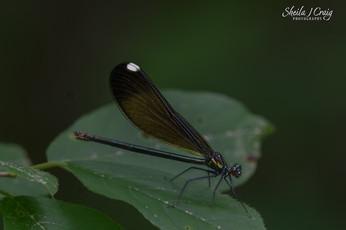 Ebony Jewelwing - ML646361280