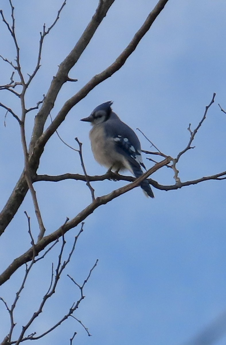 Blue Jay - ML646361281
