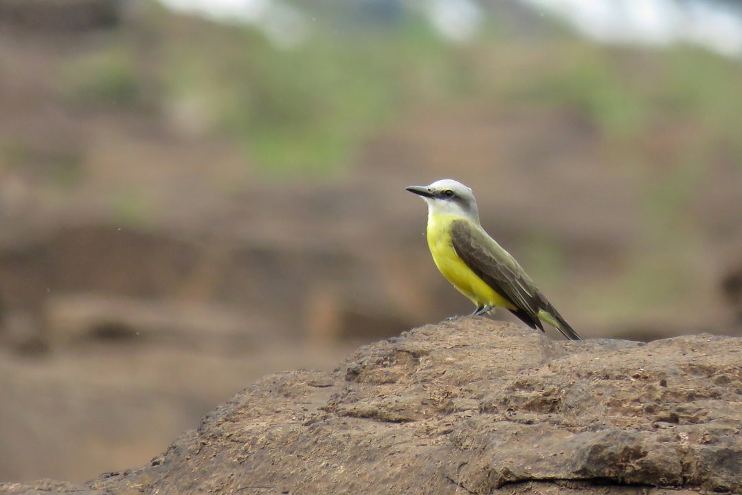 White-throated/Tropical Kingbird - ML646361282