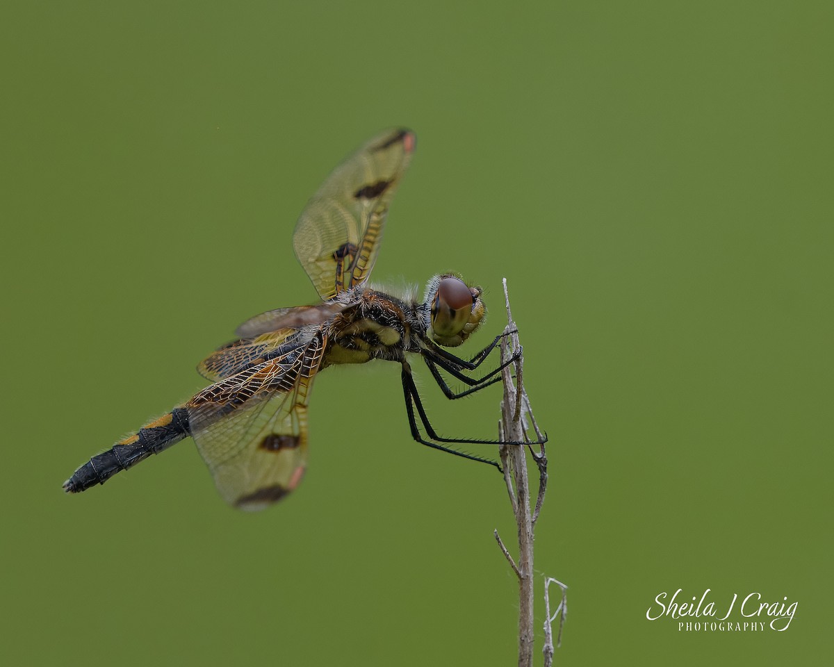 Calico Pennant - ML646361283