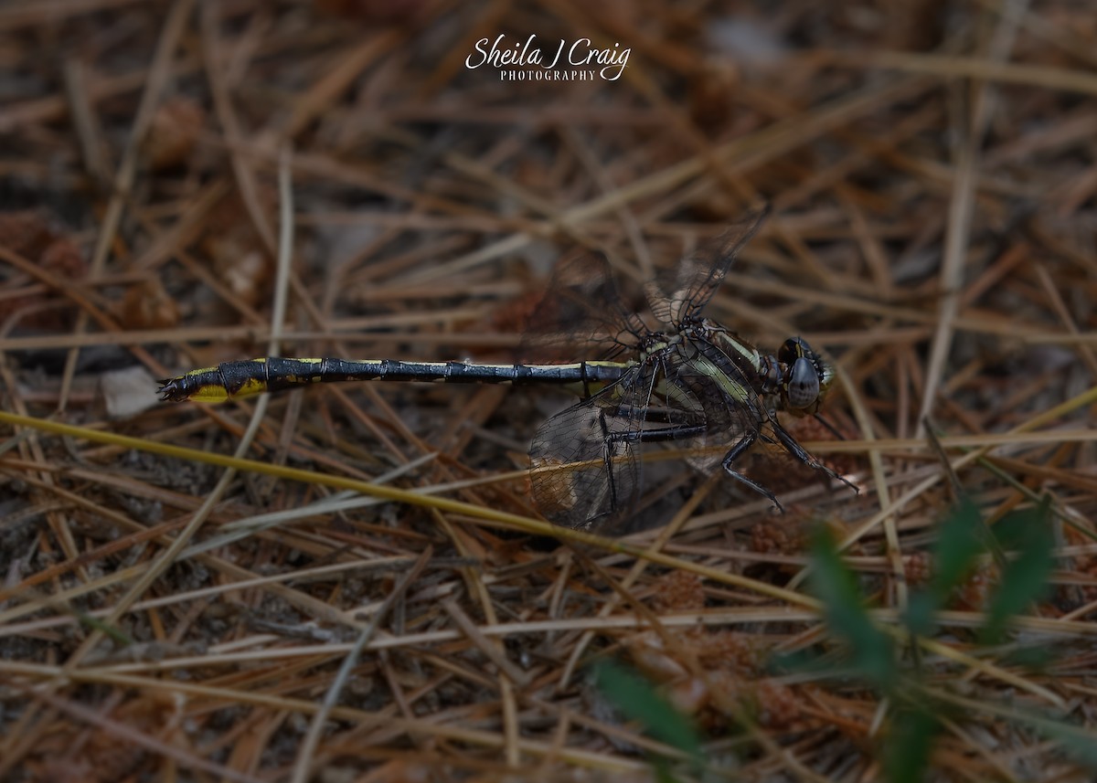 Lancet Clubtail - ML646361284