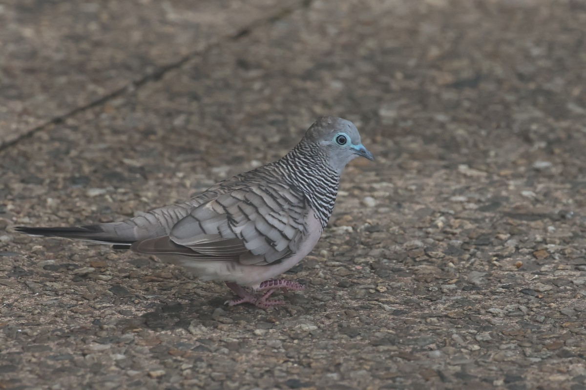 Peaceful Dove - ML646361286