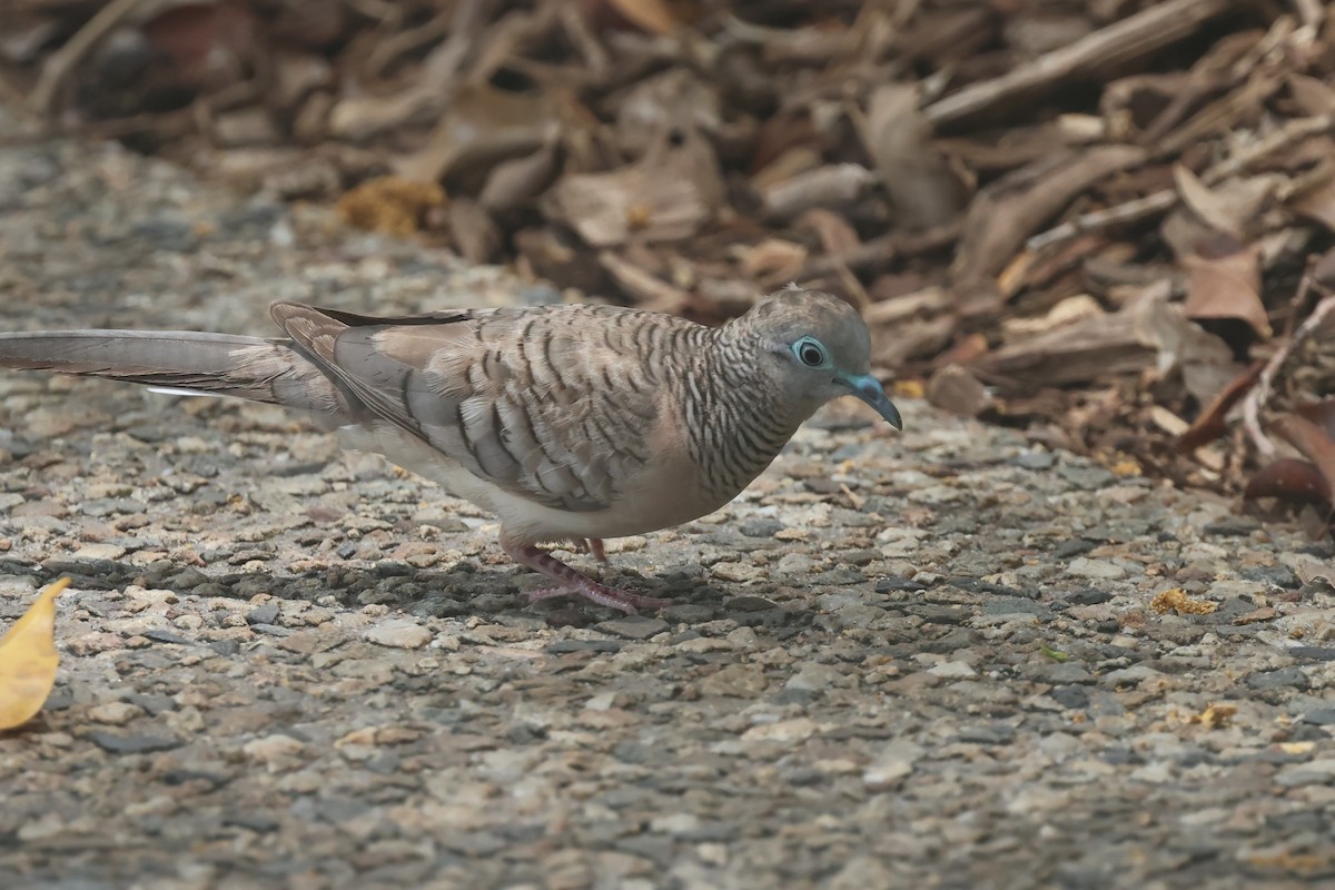 Peaceful Dove - ML646361287