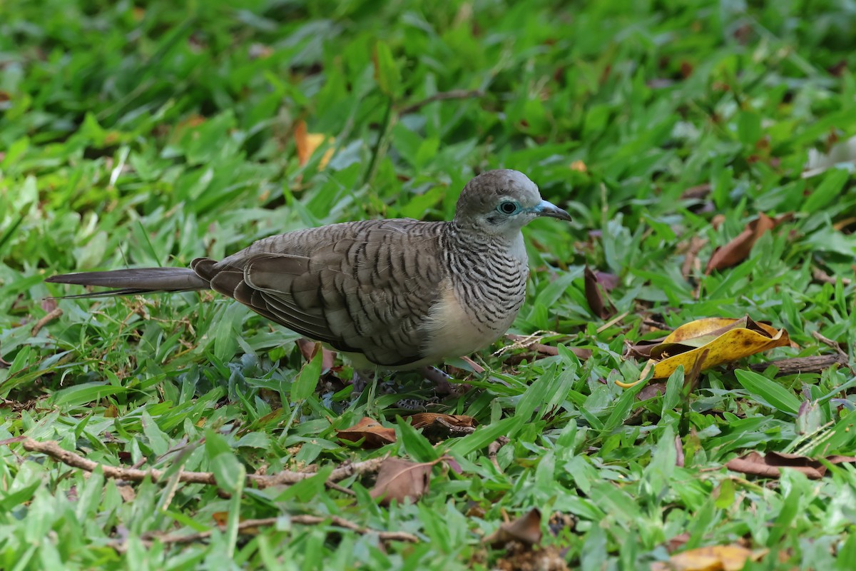 Peaceful Dove - ML646361288