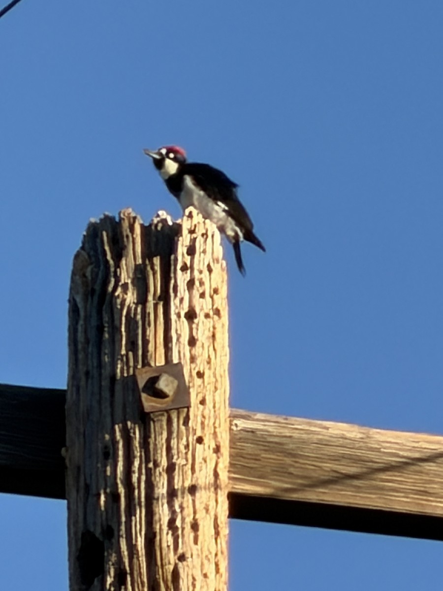 Acorn Woodpecker - ML646361289