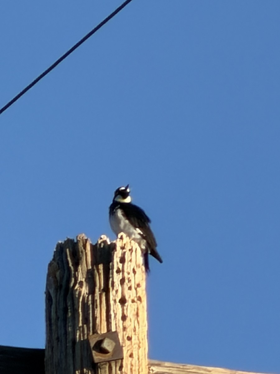 Acorn Woodpecker - ML646361290