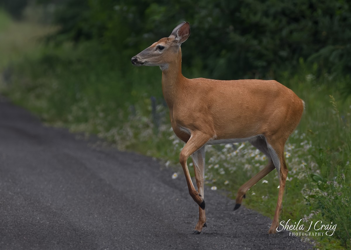 White-tailed Deer - ML646361291