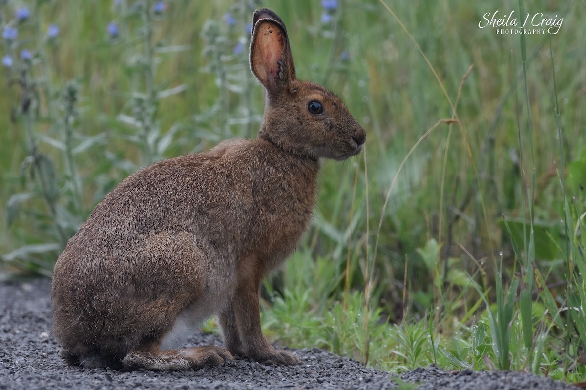 Snowshoe Hare - ML646361292