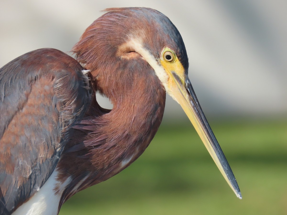 Tricolored Heron - ML646361294