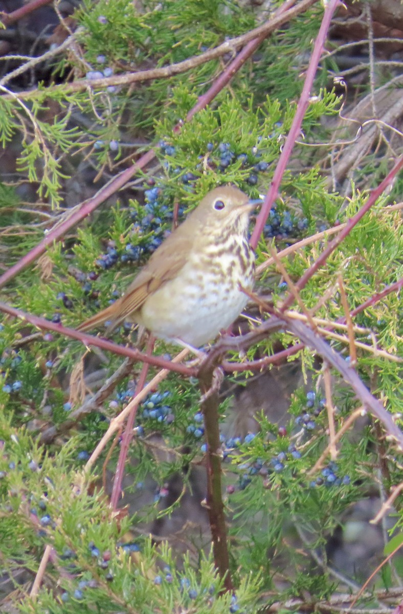 Hermit Thrush - ML646361295